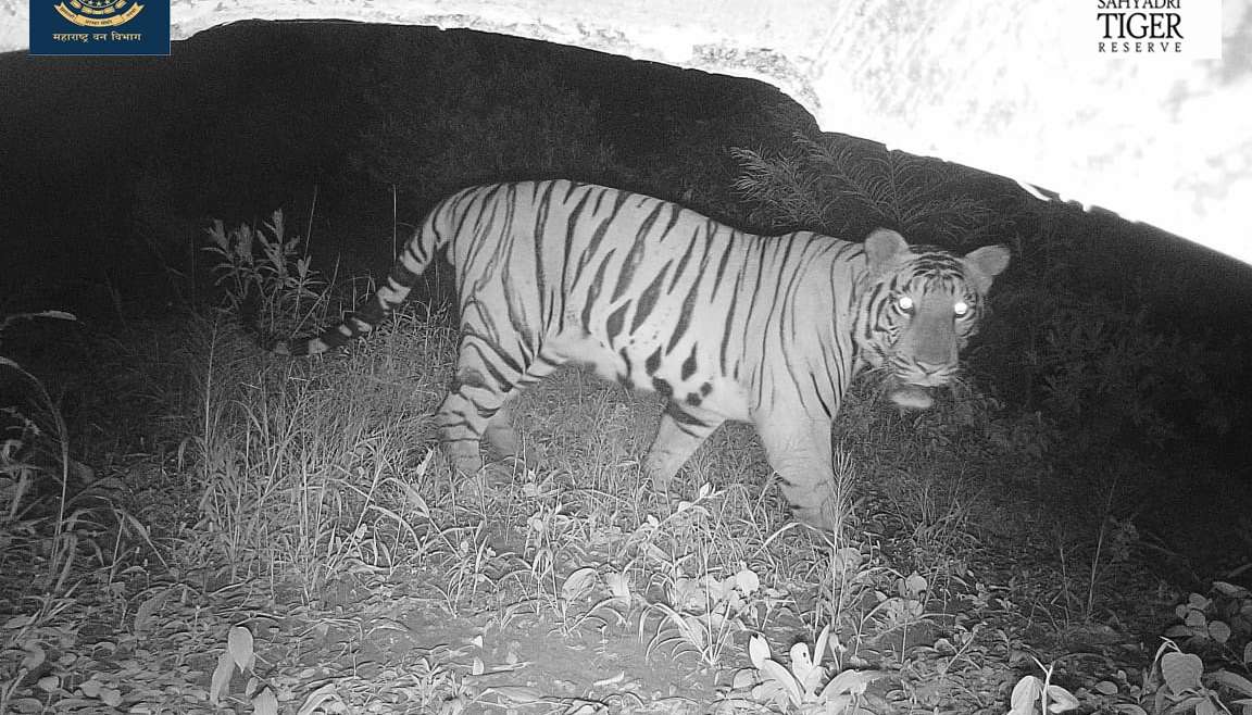 सह्याद्री व्याघ्र प्रकल्पात १०० किमीचे अंतर कापून आला नवीन वाघ Sahyadri Tiger Reserve STR T2