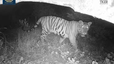 सह्याद्री व्याघ्र प्रकल्पात १०० किमीचे अंतर कापून आला नवीन वाघ Sahyadri Tiger Reserve STR T2