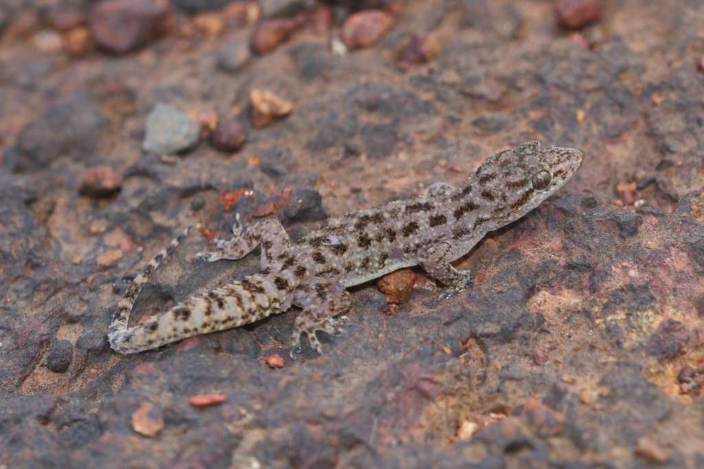 Hemidactylus Amarsinghi Satara Gecko