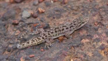 चाळकेवाडी पठारावर सापडली नवीन पाल Hemidactylus Amarsinghi Satara Gecko