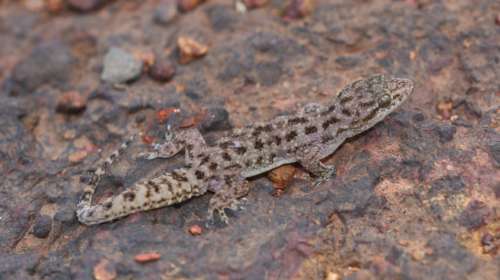 चाळकेवाडी पठारावर सापडली नवीन पाल Hemidactylus Amarsinghi Satara Gecko