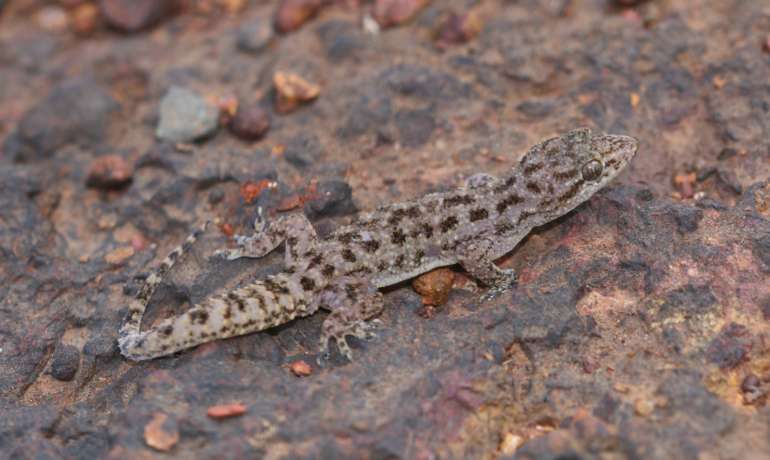 चाळकेवाडी पठारावर सापडली नवीन पाल Hemidactylus Amarsinghi Satara Gecko