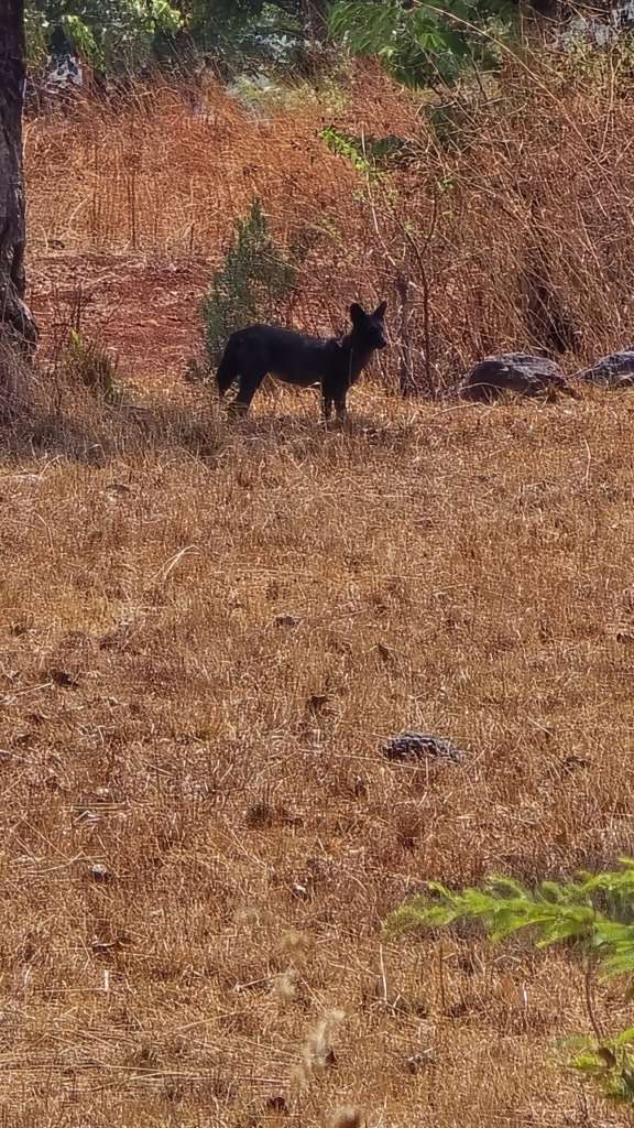 melanistic wild dog sahyadri