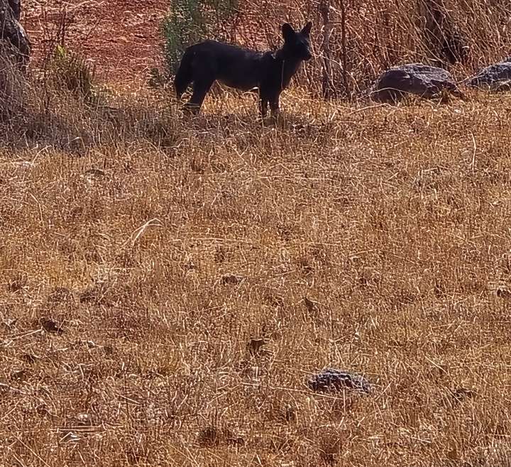 सह्याद्री व्याघ्र प्रकल्पामध्ये काळा रानकुत्रा Melanistic Wild Dog