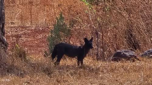 सह्याद्री व्याघ्र प्रकल्पामध्ये काळा रानकुत्रा Melanistic Wild Dog