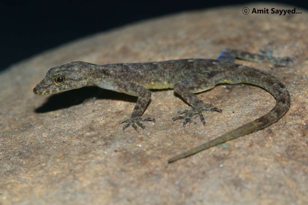 Cnemaspis Brahmaputra