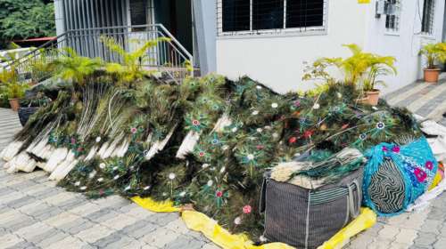 साडे चारशे किलो मोरपिसांची तस्करी  Illegally Traded Peacock Feather