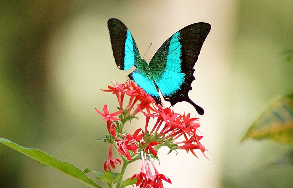 देशातील पहिले फुलपाखरू अभयारण्य Aralam Wildlife Sanctuary