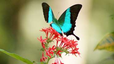 देशातील पहिले फुलपाखरू अभयारण्य Aralam Wildlife Sanctuary