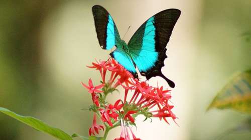 देशातील पहिले फुलपाखरू अभयारण्य Aralam Wildlife Sanctuary