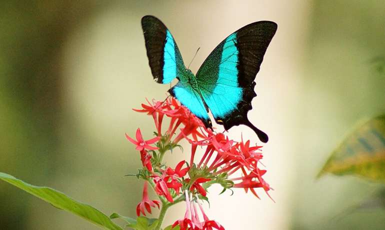 देशातील पहिले फुलपाखरू अभयारण्य Aralam Wildlife Sanctuary