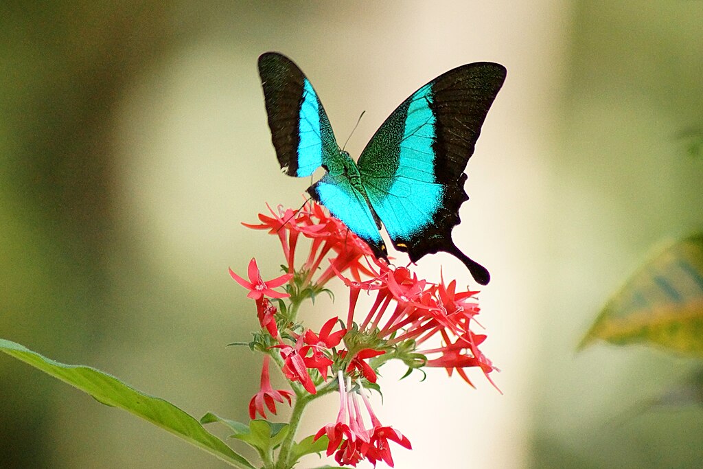 aralam wildlife sanctuary