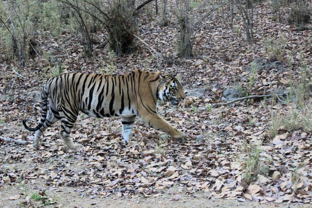 Operation Tara STR T04