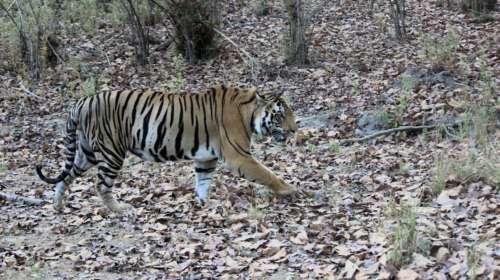 ताडोबातील चंदाची डरकाळी घुमली सह्याद्रीच्या जंगलात Operation Tara STR T4