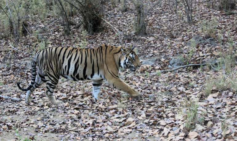 ताडोबातील चंदाची डरकाळी घुमली सह्याद्रीच्या जंगलात Operation Tara STR T4