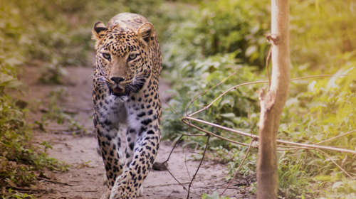 जुन्नर व शिरूर परिसरातील बिबट्यांचे तातडीने स्थलांतर Junnar Shirur Leopard Relocation