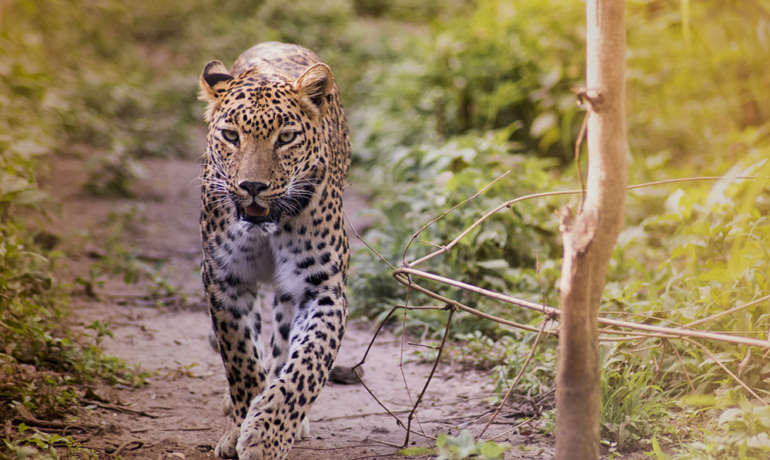 जुन्नर व शिरूर परिसरातील बिबट्यांचे तातडीने स्थलांतर Junnar Shirur Leopard Relocation