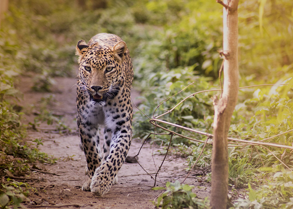 junnar shirur leopard