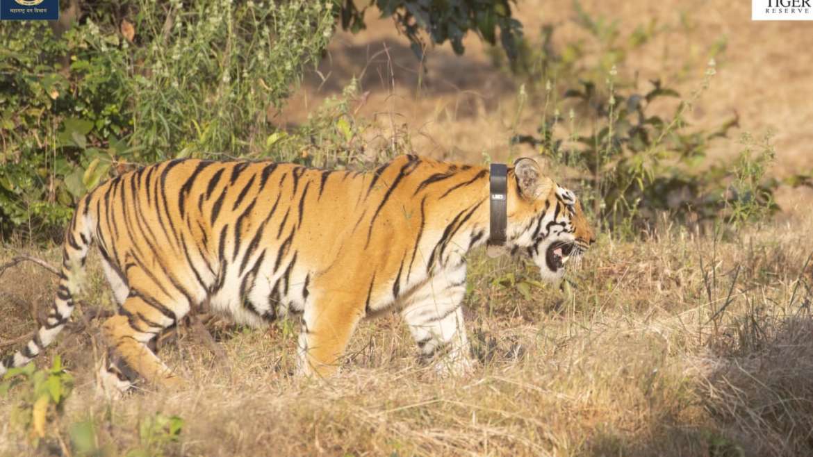 तारा वाघिणीचा सह्याद्रीच्या जंगलात मुक्त संचार Operation Tara STR T4
