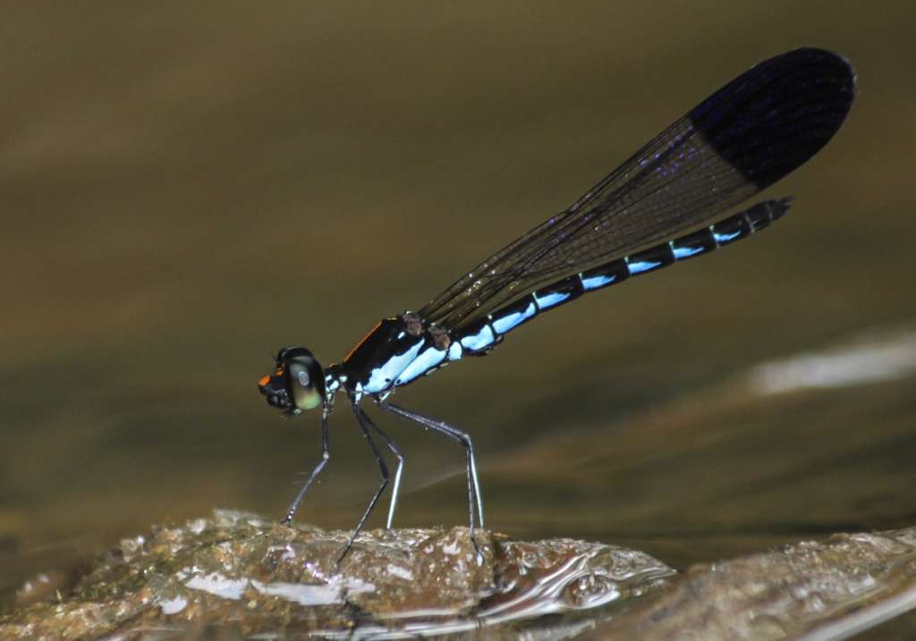 Odonata Western Ghats