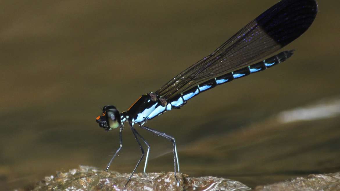 पश्चिम घाटात ओडोनाटाच्या १४३ प्रजातींची नोंद   Odonata Diversity in Western Ghats