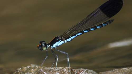 पश्चिम घाटात ओडोनाटाच्या १४३ प्रजातींची नोंद   Odonata Diversity in Western Ghats