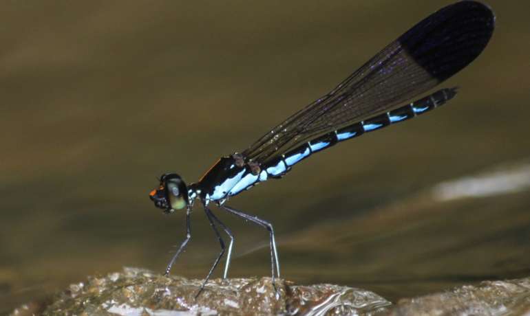 पश्चिम घाटात ओडोनाटाच्या १४३ प्रजातींची नोंद   Odonata Diversity in Western Ghats