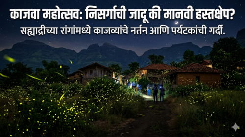 ‘अतिरेकी पर्यटना’ मुळे लुकलुकणारे जीव धोक्यात Firefly Festival