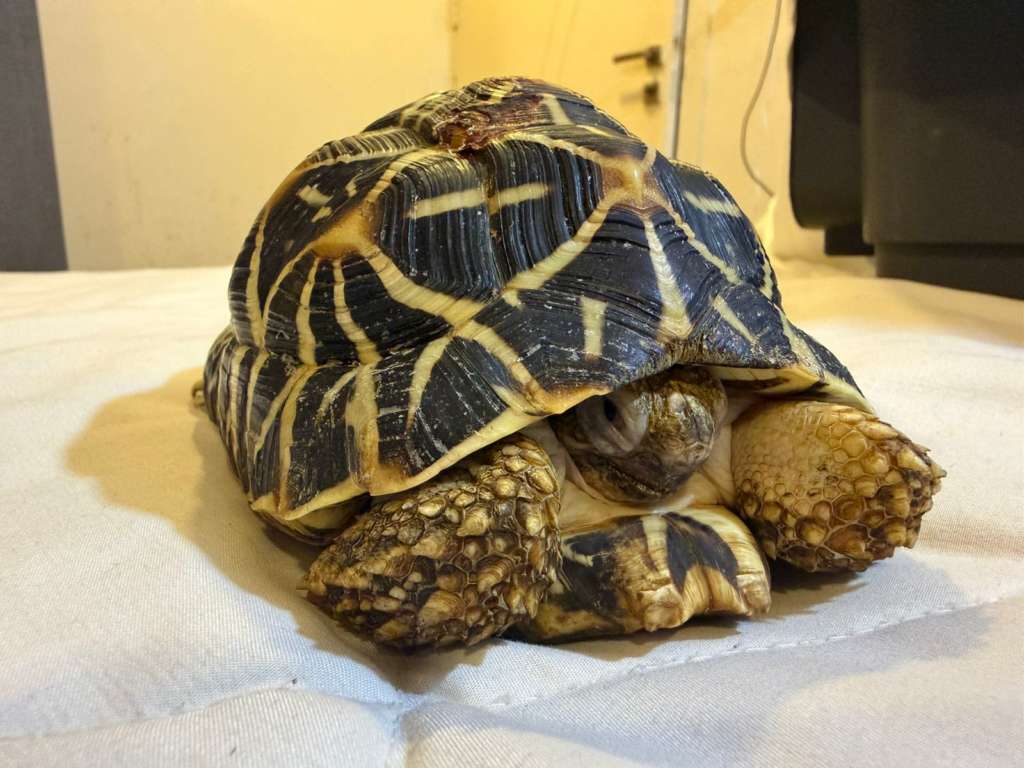 shekru star tortoise