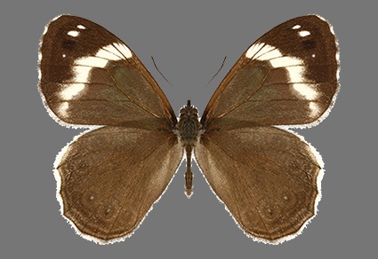 New Butterfly Species