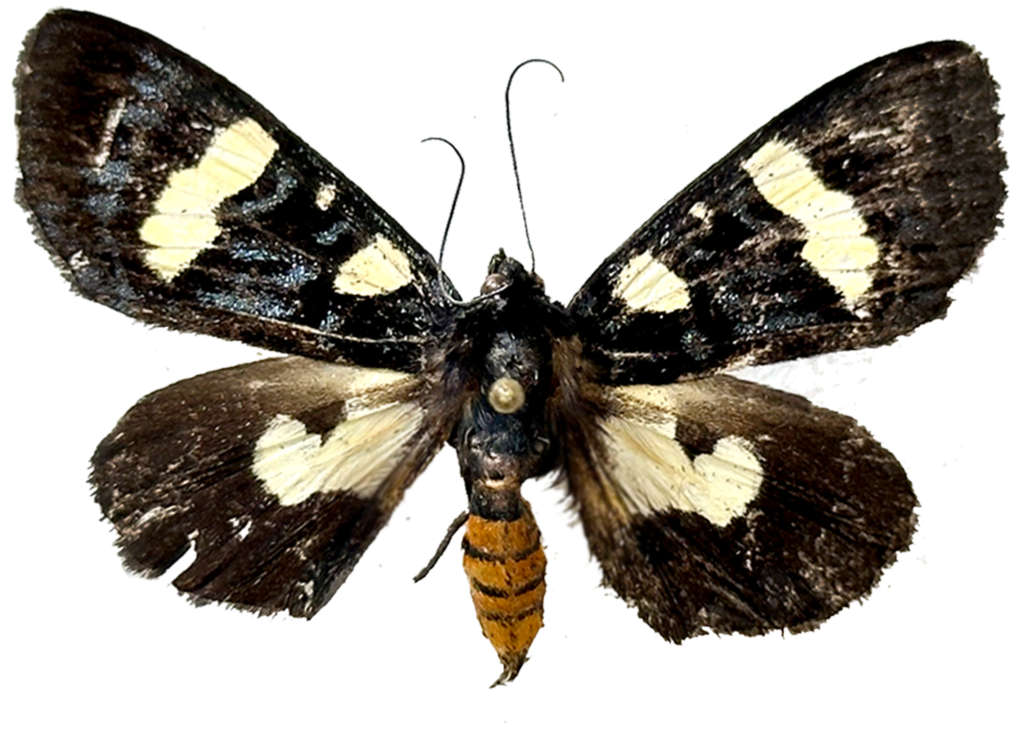 New Moth Species Kali