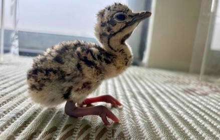 ‘प्रोजेक्ट जीआयबी’ला मोठे यश; आणखी तीन पिल्लांची भर  Three more Chicks Hatched under Project Great Indian Bustard