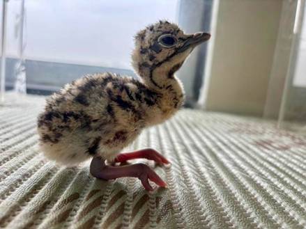 ‘प्रोजेक्ट जीआयबी’ला मोठे यश; आणखी तीन पिल्लांची भर  Three more Chicks Hatched under Project Great Indian Bustard