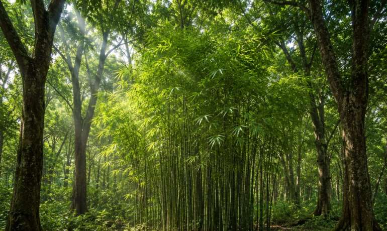 पश्चिम घाटातील बांबू लागवडीवर महत्त्वपूर्ण संशोधन; सावलीतील झाडांमुळे जैवभार वाढीस चालना The Power of Native Shade: How Trees and Soil Boost Bamboo Growth