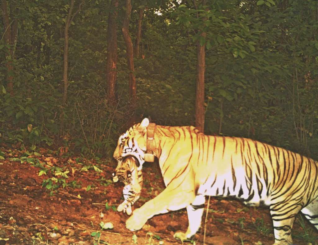 zeenat tigress