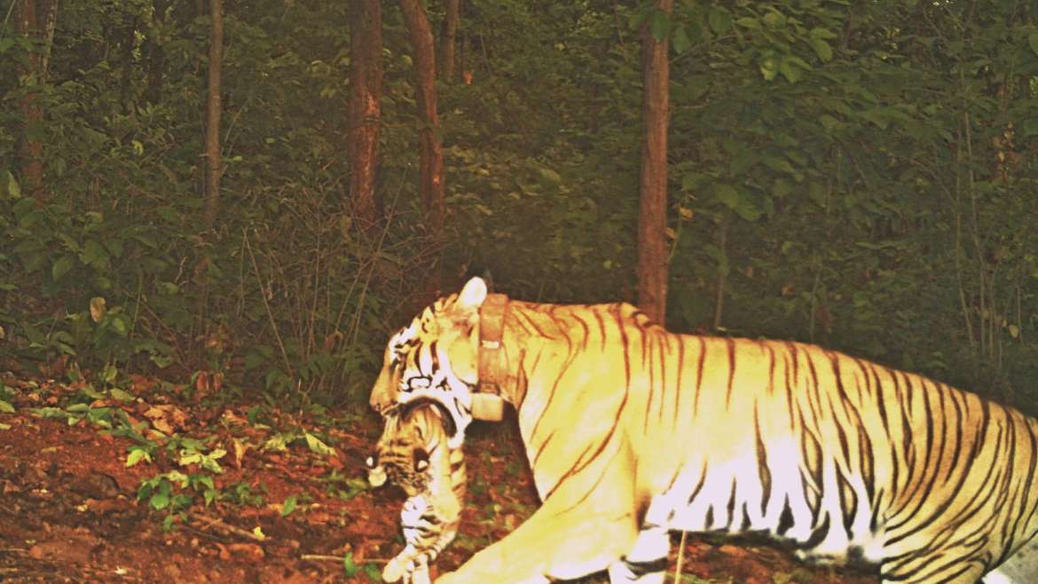झीनत वाघिणीने दिली आनंदाची बातमी Zeenat Tigress gives Birth to 4 Cubs