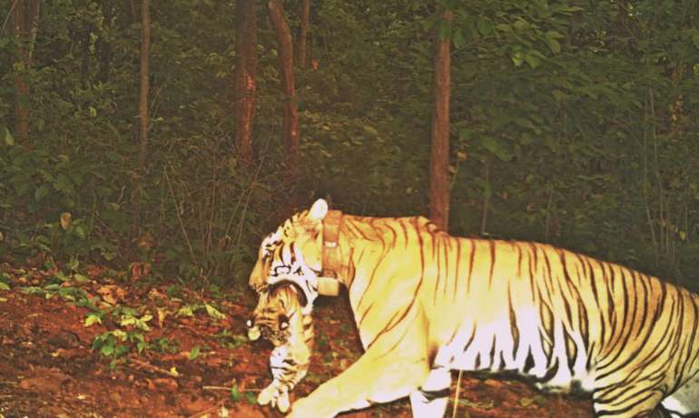 झीनत वाघिणीने दिली आनंदाची बातमी Zeenat Tigress gives Birth to 4 Cubs