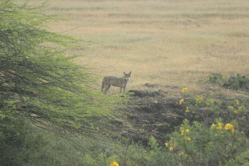 grassland ecosystem plantation