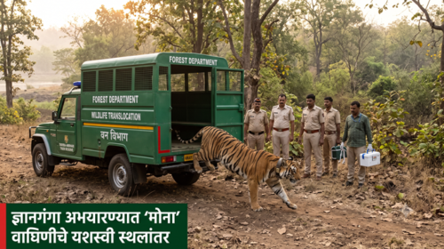 ज्ञानगंगा अभयारण्यात “मोना” वाघिणीची एन्ट्री .. !!
